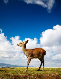 Giraffe standing on field against sky