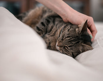 Petting a cat on white blanket