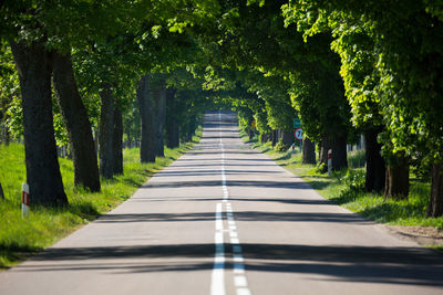 Road amidst trees in forest