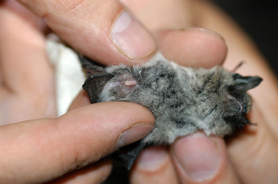 Scientist holding and studying a bat in his hand