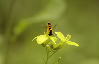 Close-up of butterfly pollinating on flower