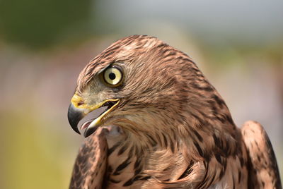 Close-up of eagle