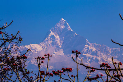 Scenic view of snowcapped mountains against clear blue sky