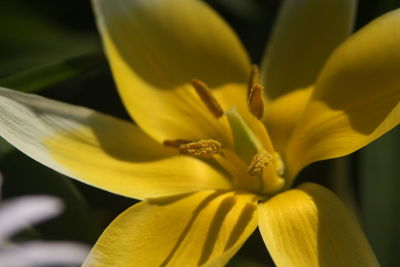 Close-up of yellow flower blooming outdoors