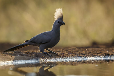 Close-up of bird perching on wood