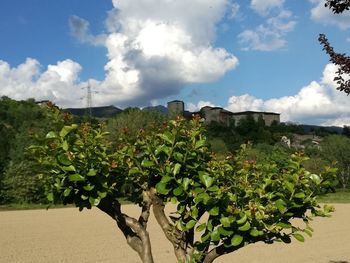 Plants growing in vineyard against sky