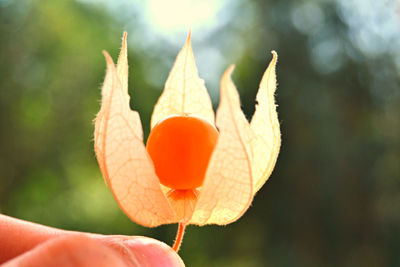 Close-up of hand holding orange leaf