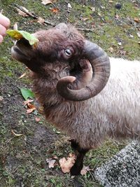 Close-up of sheep