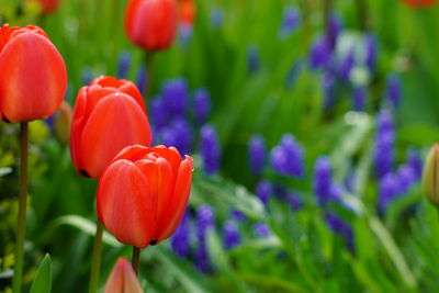 Close-up of red tulips on field