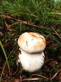 Close-up of mushroom growing on field