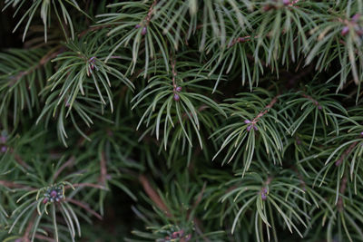 Close up of needles on the branches of an evergreen shrub.