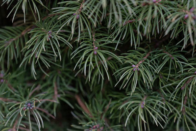 Close-up of pine tree