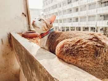 View of a cat resting on the wall
