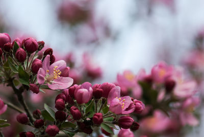 Close-up of pink flowers