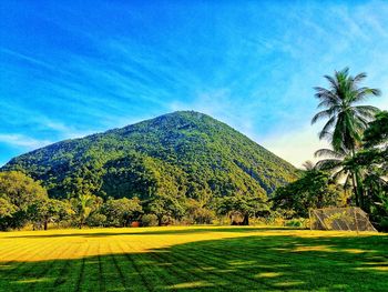 Scenic view of palm trees on landscape against blue sky