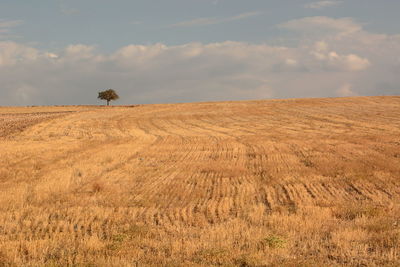 View of horse on field against sky