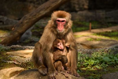 Close-up of monkey