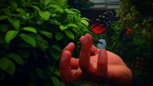 Close-up of hand with red flowers