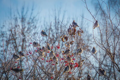 Low angle view of birds perching on cherry blossom tree