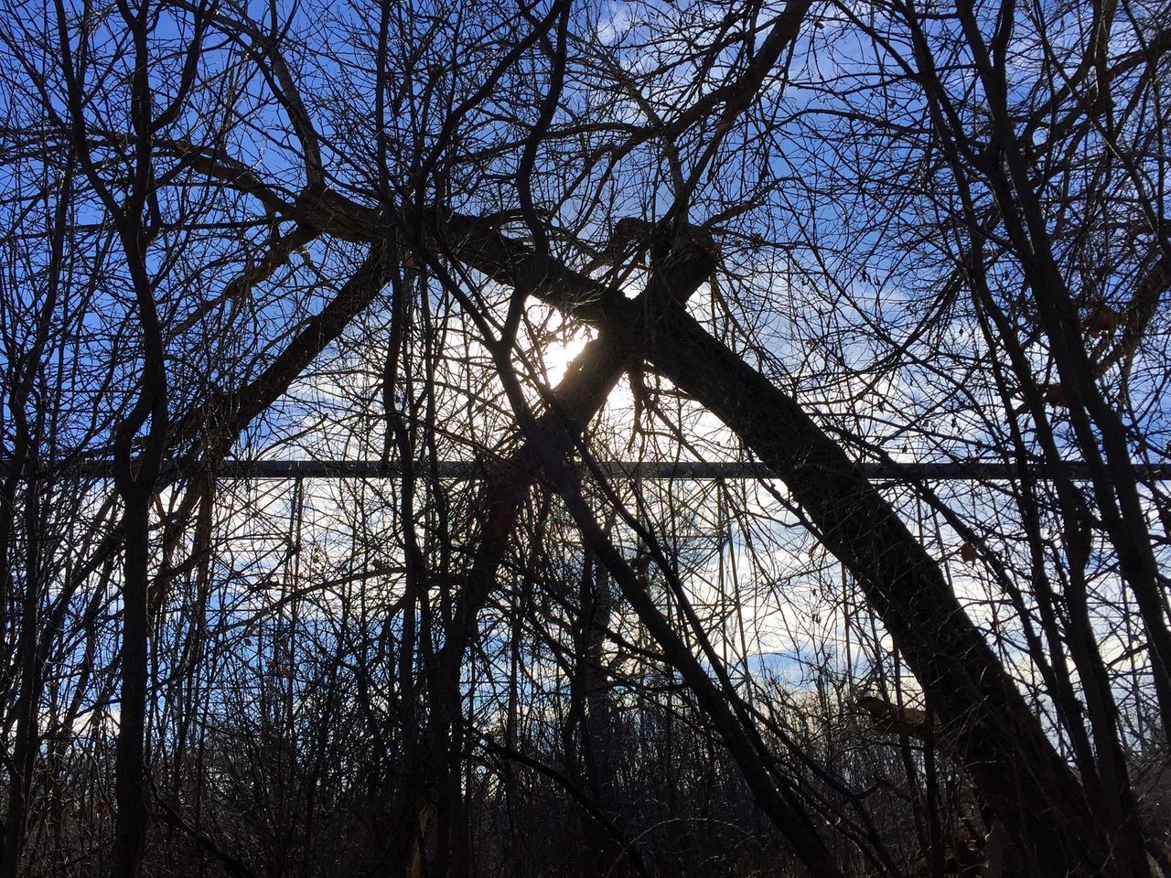 bare tree, tree, silhouette, branch, low angle view, sky, tranquility, sunset, nature, clear sky, beauty in nature, sunlight, outdoors, scenics, tranquil scene, no people, blue, dusk, sun, tree trunk