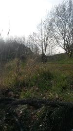 Bare trees on grassy field