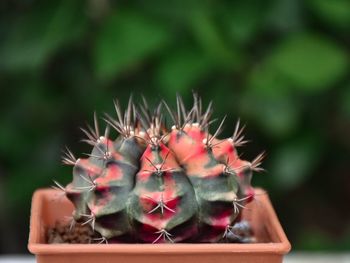 Close-up of succulent plant