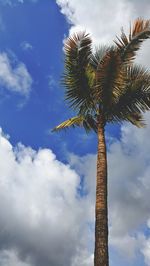 Low angle view of palm tree against blue sky