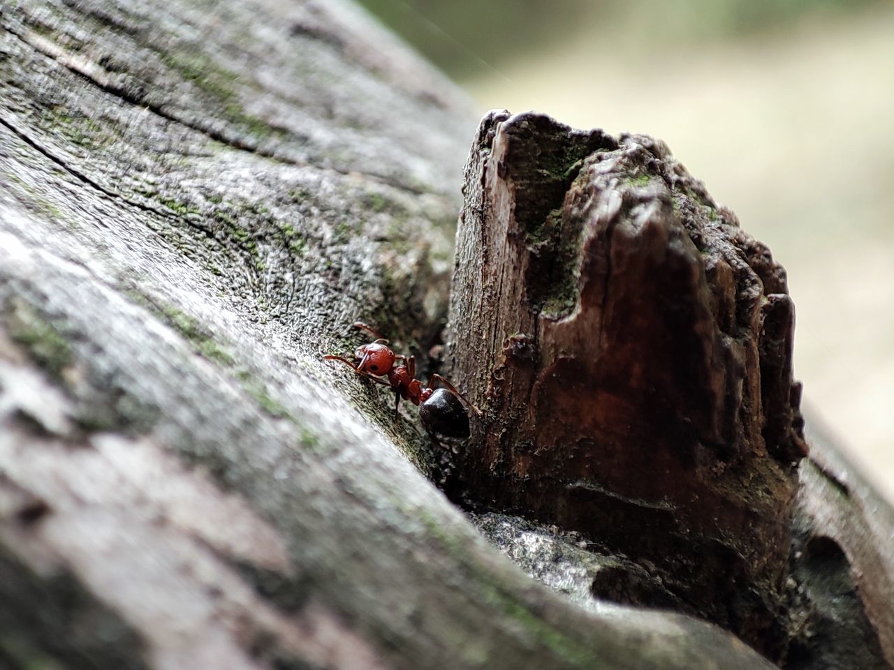 CLOSE-UP OF GRASSHOPPER ON TREE TRUNK