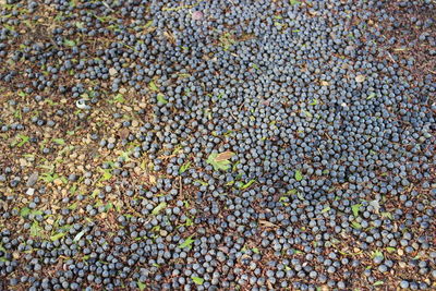 High angle view of berries fallen on field