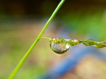 Close-up of water drop on grass