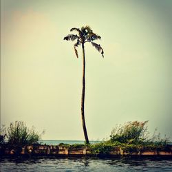 Trees in water