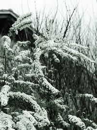 Close-up of snow on plants during winter