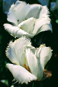 Close-up of flower blooming outdoors