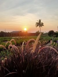 Plants growing on field against sky during sunset