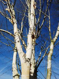 Low angle view of tree against blue sky