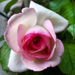 Close-up of pink rose blooming outdoors