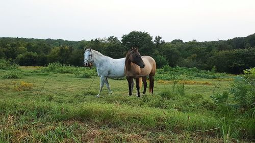 Horse standing on field against clear sky