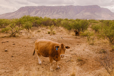 Cow on field against mountains