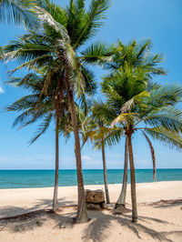 Palm trees on beach against sky