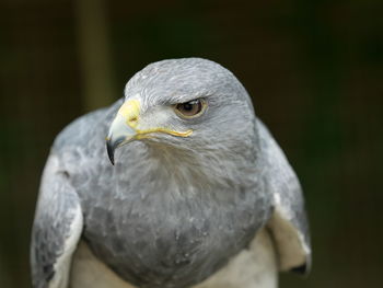 Close-up portrait of eagle