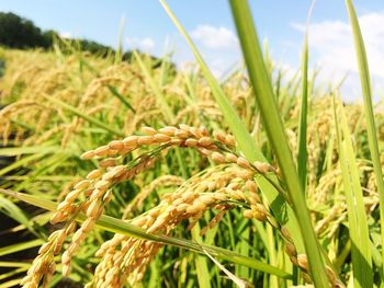 Close-up of wheat field