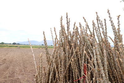 Crops growing on field against sky