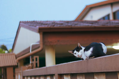 Cat sitting on roof