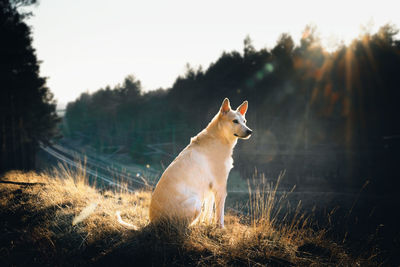 Dog looking away on field