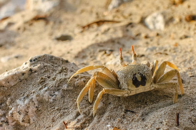 Close-up of crab on sand