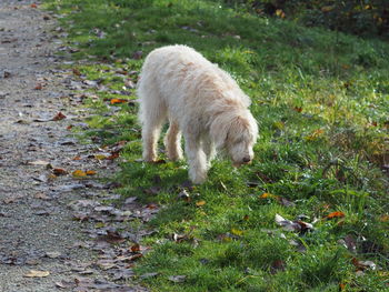 View of a dog on field