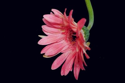 Close-up of pink flower blooming against black background