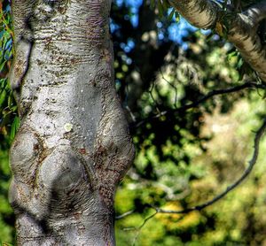 Close-up low angle view of tree trunk