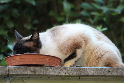 Close-up of a cat with eyes closed