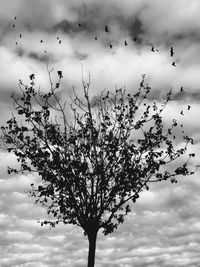 Low angle view of birds flying against cloudy sky